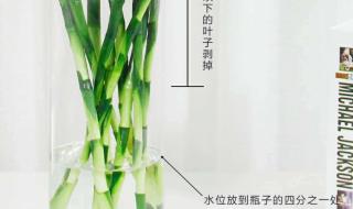 富贵竹的水养殖方法 富贵竹怎么用水养